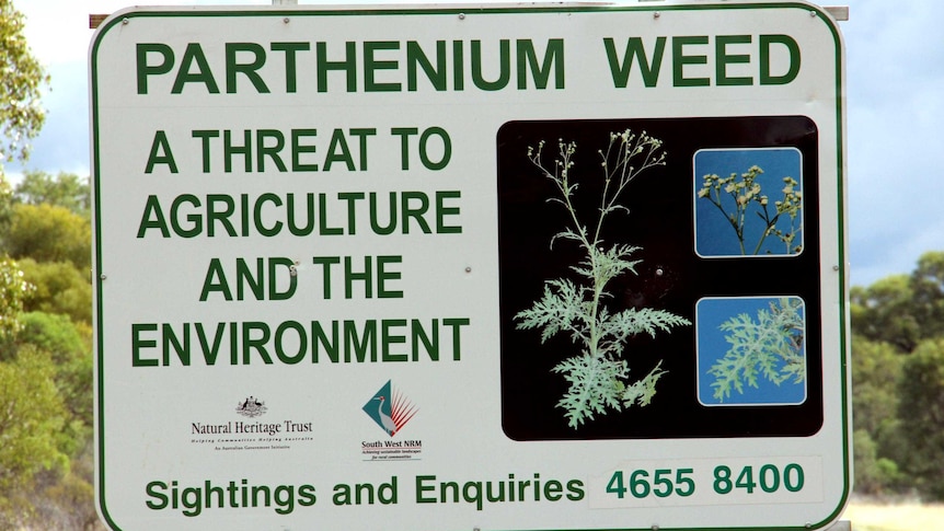 Parthenium weed sign beside a rural highway.