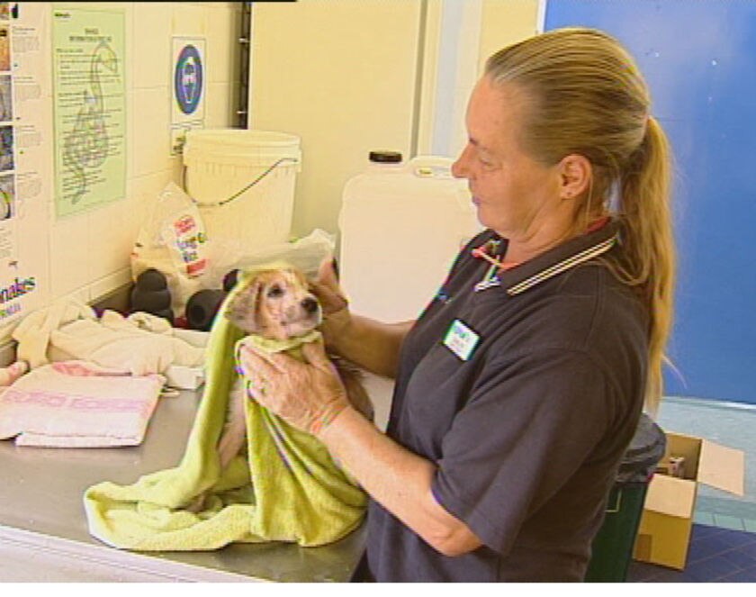RSPCA funding pledge - ABC News