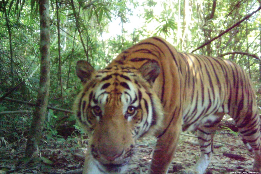 Rare Indochinese tiger population discovered in Thailand