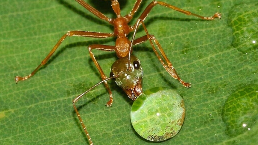 Close up of green ant on leaf