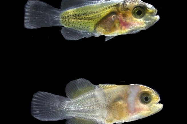 Two juvenile clownfish