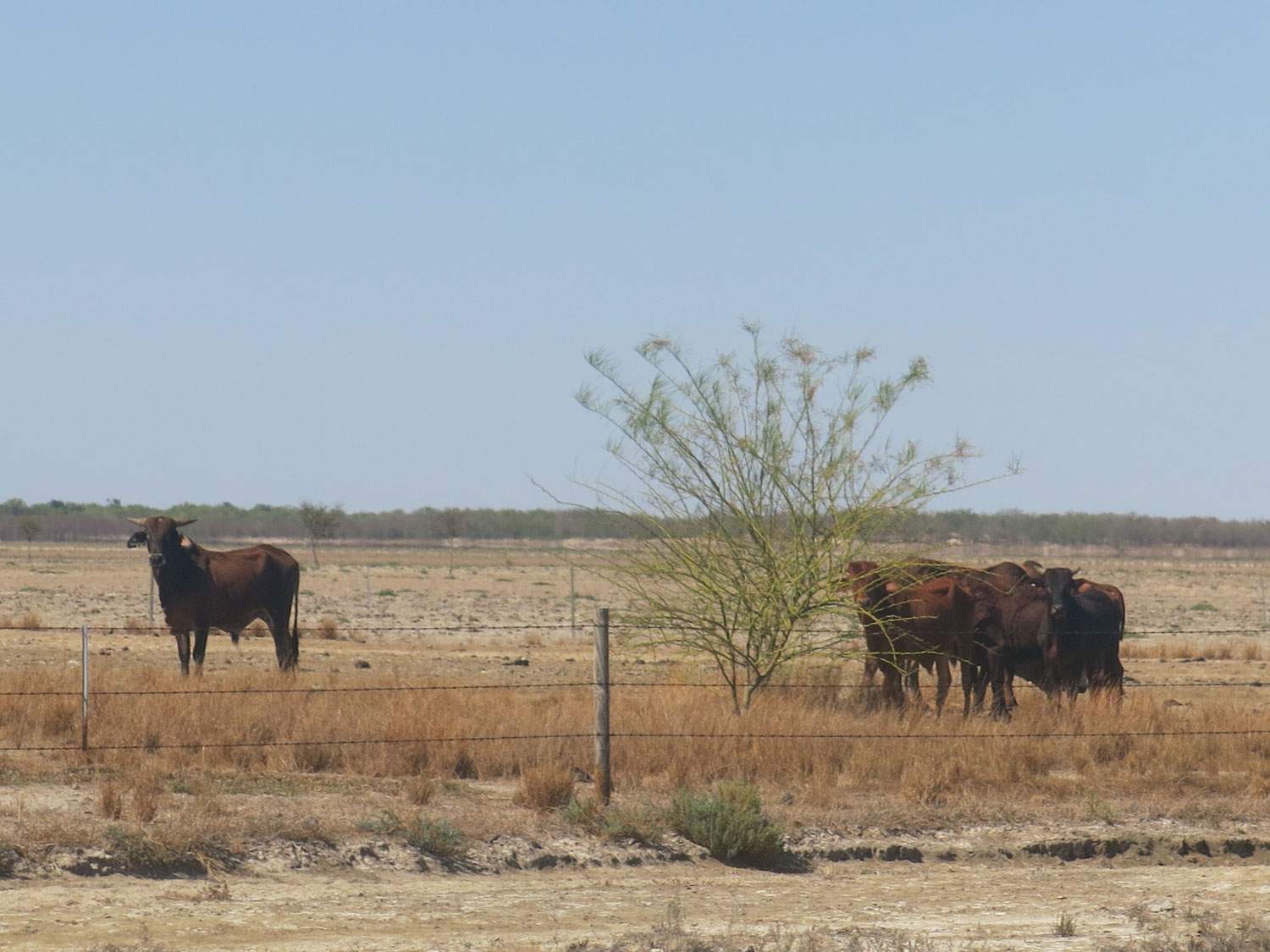 Drought-hit Gulf landholders hope ex-cyclone delivers soaking - ABC News