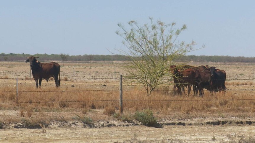 Drought-affected cattle near Karumba in north-west Qld's Gulf Country in November 2013