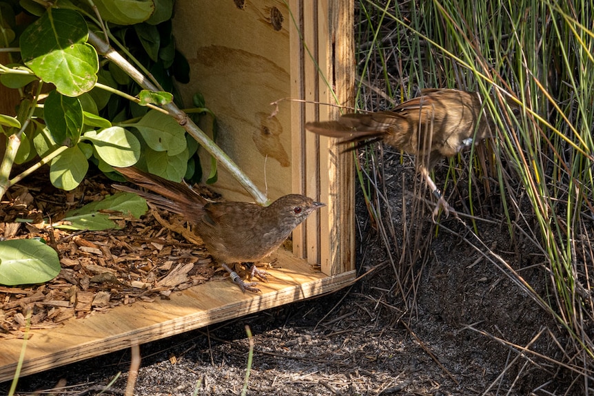 Two little birds exit a wooden box and go into some long grass.