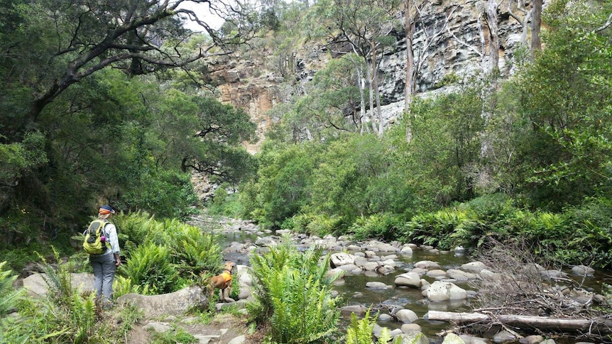 A bushwalker and a dog by a stream and rocks in a tree-lined gorge
