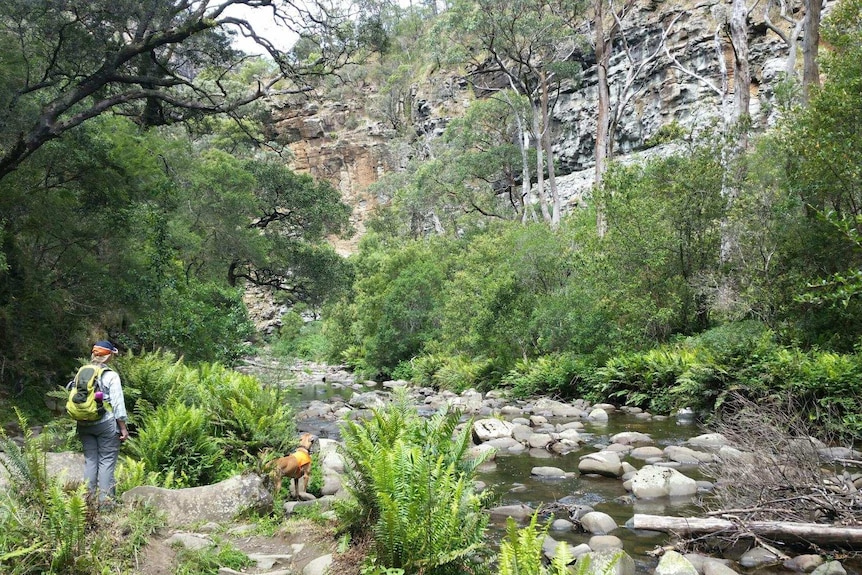A bushwalker and a dog by a stream and rocks in a tree-lined gorge