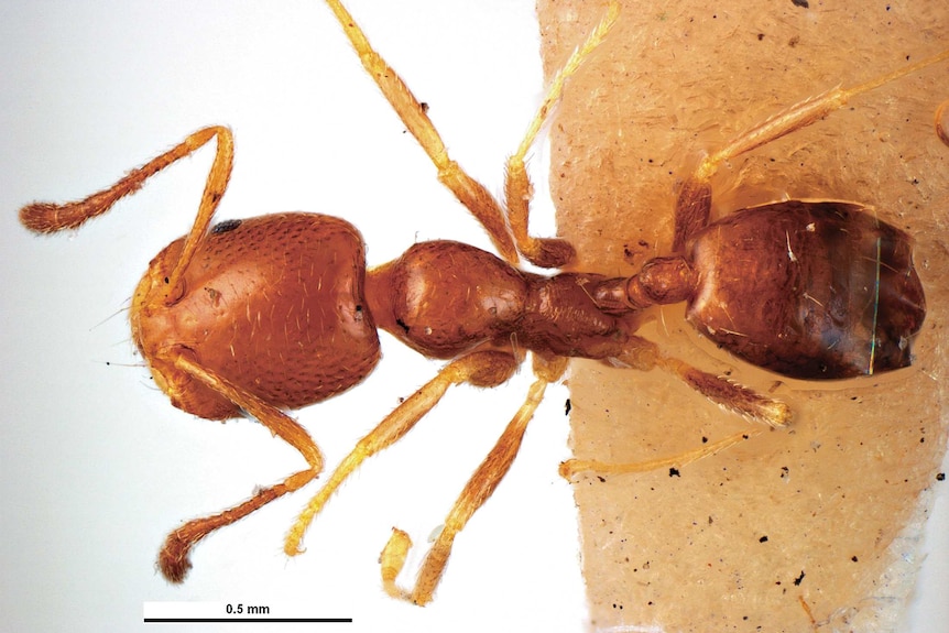 A magnified picture of an ant