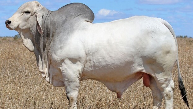 Grey brahman bull Clukan Boabab