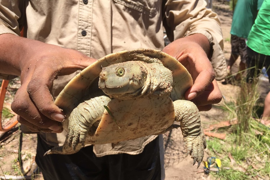 A Murray River Turtle rescued from one of the carp nets.