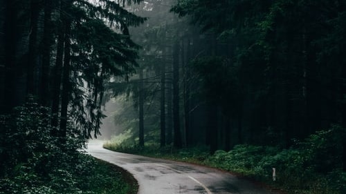 Road winding through a dark forest in wet conditions.