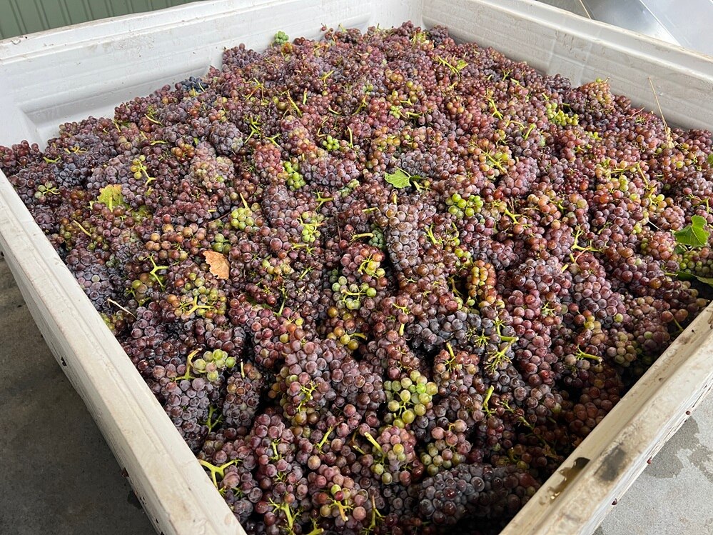 Freshly picked pinot grapes in the Derwent Valley