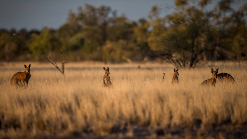 Kangaroos stand among tall grass in a paddock.