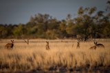 Kangaroos stand among tall grass in a paddock.