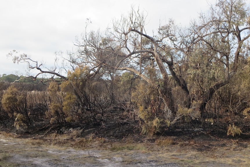 Charred but not cinders, a manna gum and coastal wattle forest burnt
