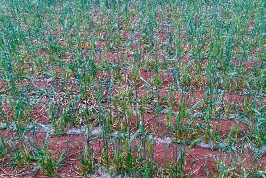 Hail damages WA crops
