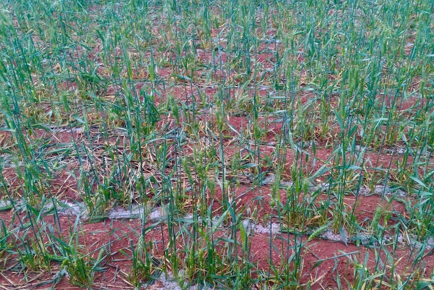 Hail damages WA crops