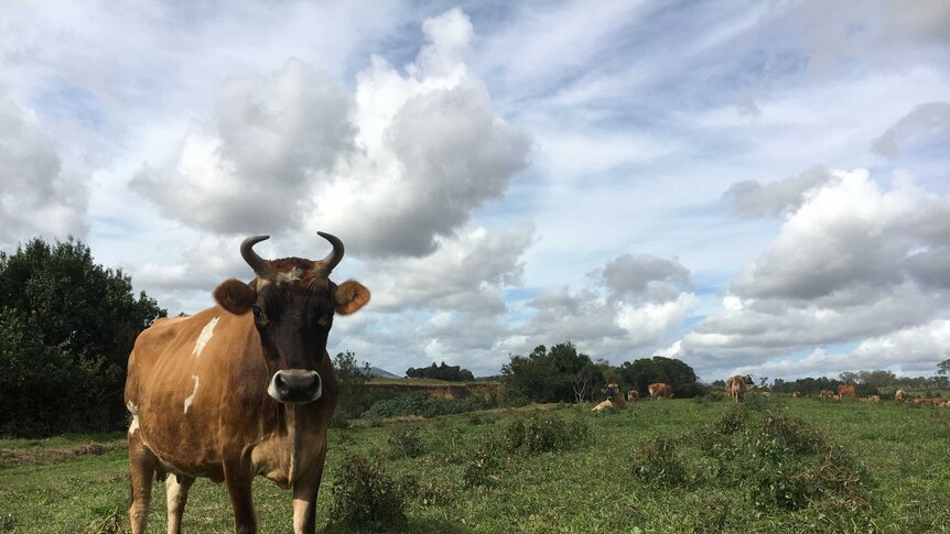 Jersey cow stares at the camera with more cows lying and standing in the background