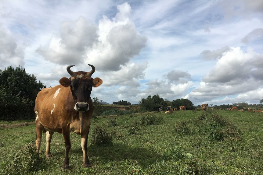 Jersey cow stares at the camera with more cows lying and standing in the background