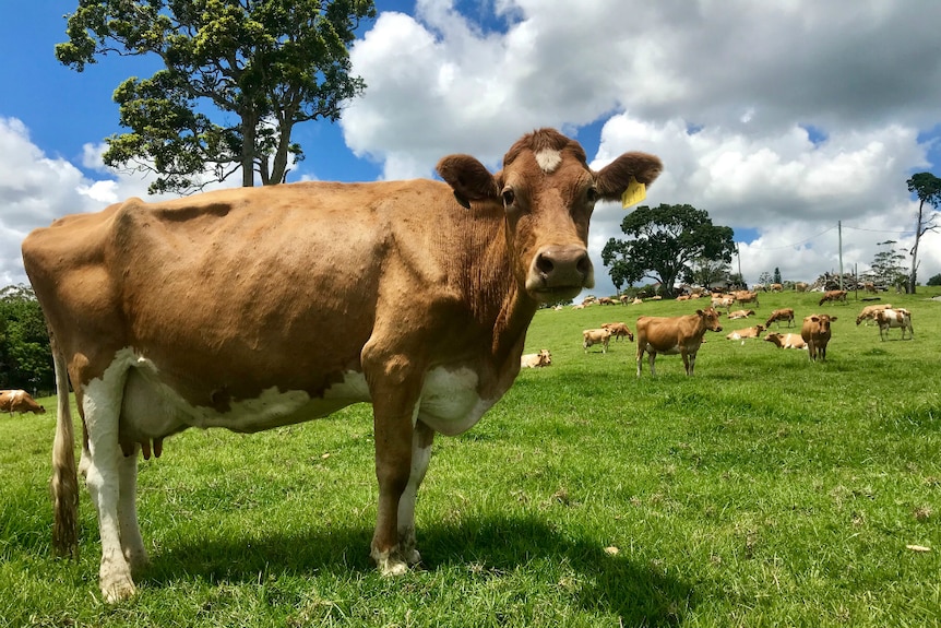 Cow in foreground with cows on green rolling hill behind.