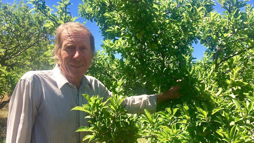 Paul Kretschmer at Taralee Orchard in Wirrabara, SA.
