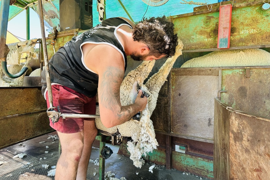A man stands on a raised trailer shearing a sheep