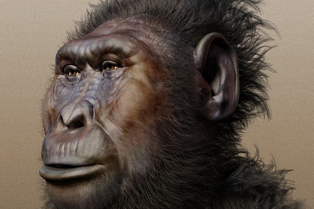 Illustration of Paranthropus boisei
