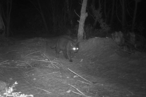 Night vision video of black feral cat