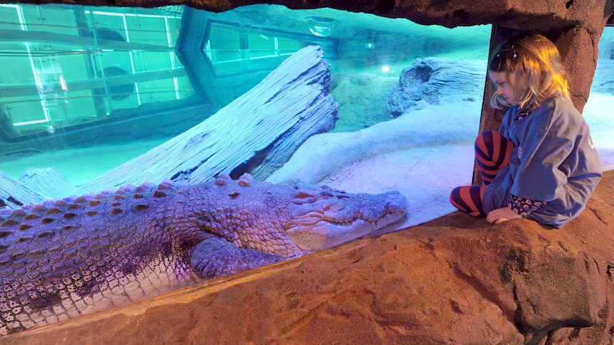 Youngster goes face-to-face with giant crocodile