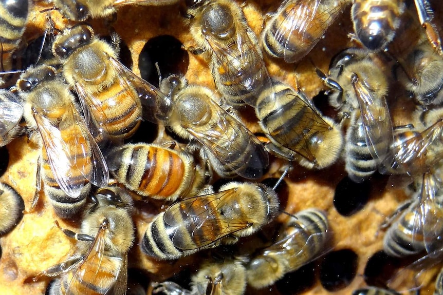 Bees in their hive