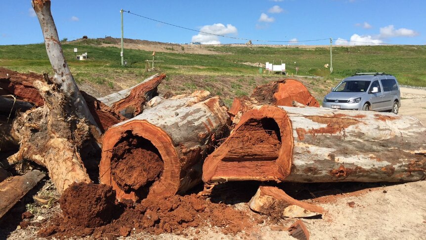 Large tree trunks on the ground