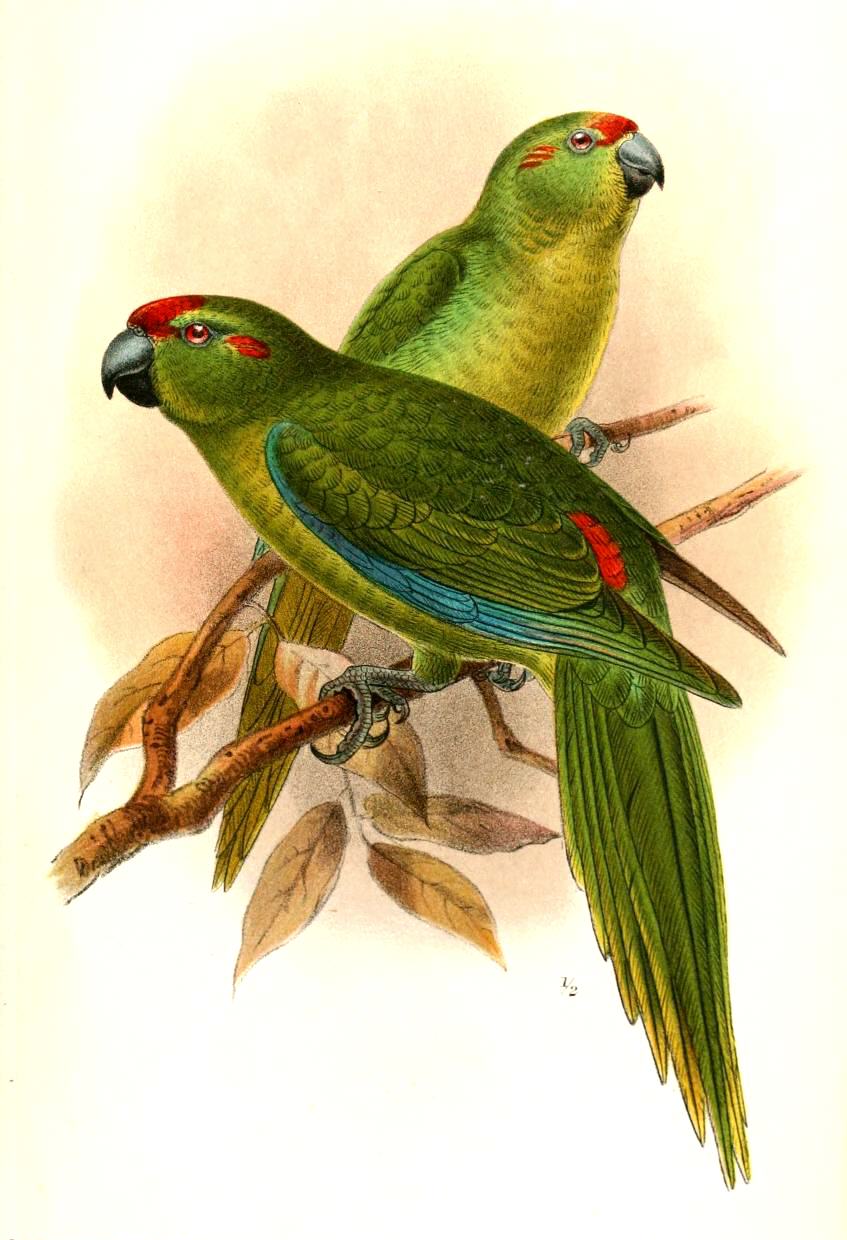 The rats of Lord Howe What kind of biodiversity is achieved through