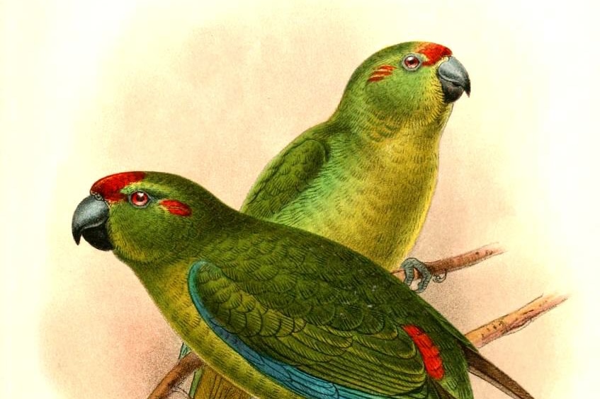Lord Howe 3 Red crowned Parakeet