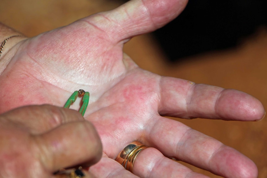 A woman using tweezers to inspect a zircon rock in her hand