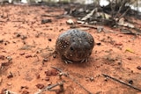 A small, round, grumpy looking frog sits on wet dirt.