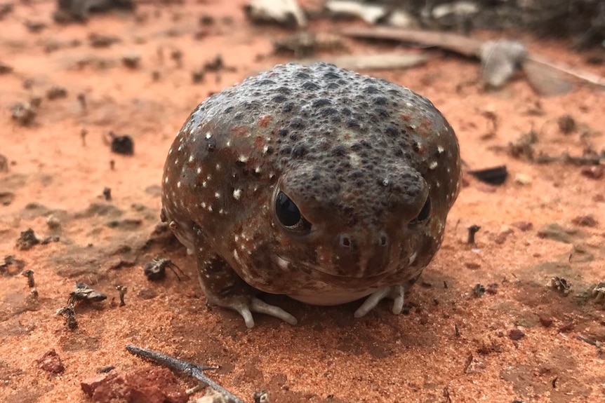 A small, round, grumpy looking frog sits on wet dirt.