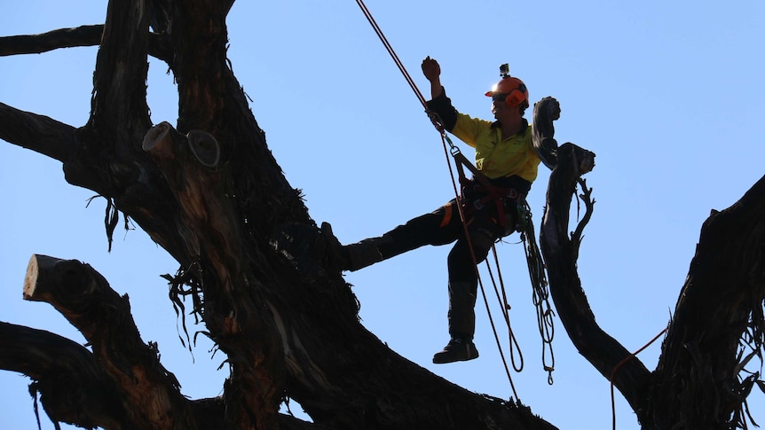 A tree lopper at work, high in a tree.