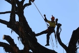 A tree lopper at work, high in a tree.