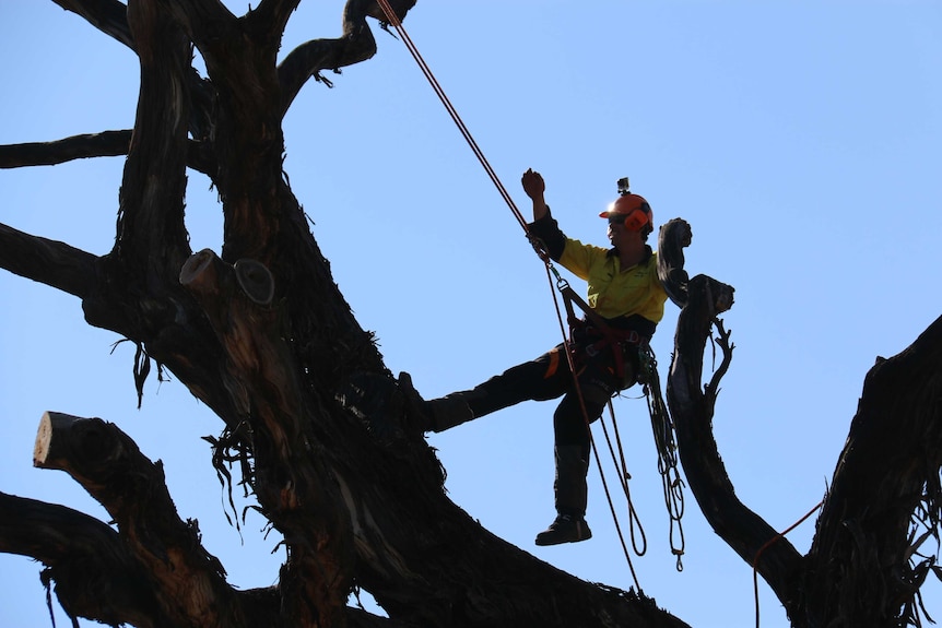 Arborist working on a dead yellow box tree in Amaroo Canberra. 19 August 2016.