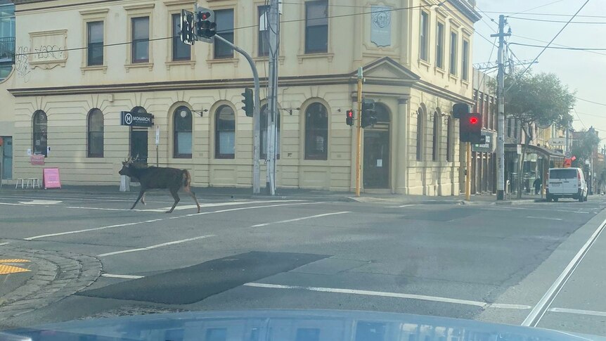 Deer seen running down inner-Melbourne street euthanased