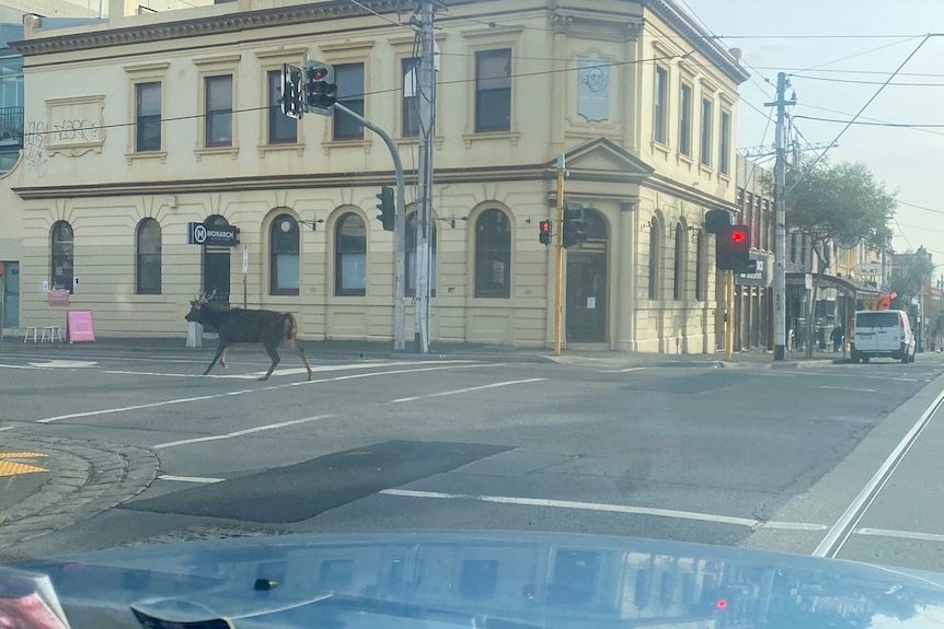 A deer seen running on a street in Fitzroy from inside a car.