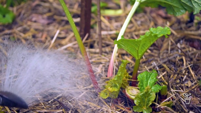 Vegetable plants growing in the ground being watered.