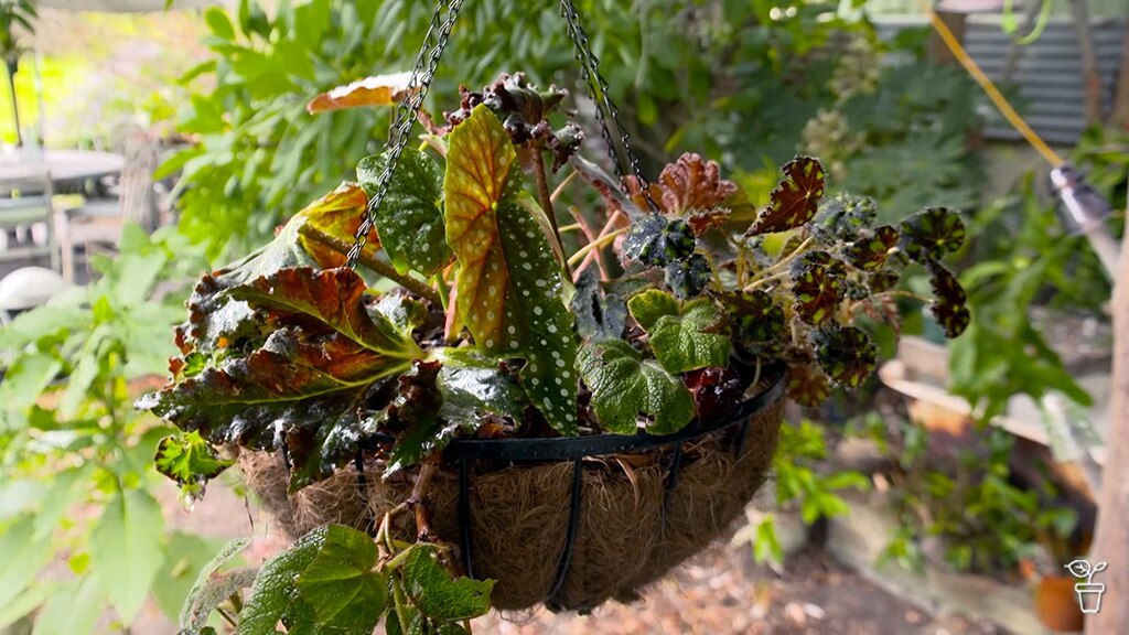 Basketful of Begonias - Gardening Australia