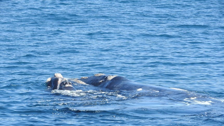 mother southern right whale in water with back visible, calf next to her on left, callosities on heads