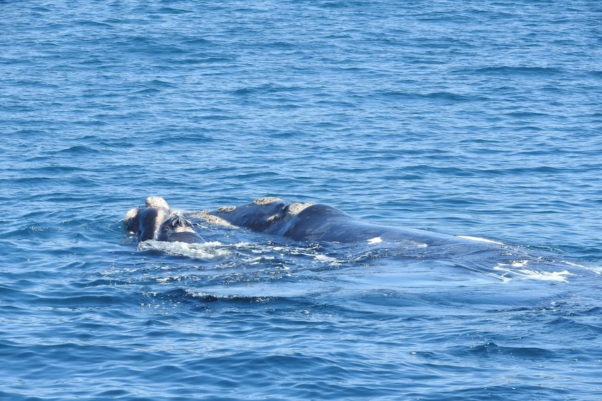 mother southern right whale in water with back visible, calf next to her on left, callosities on heads