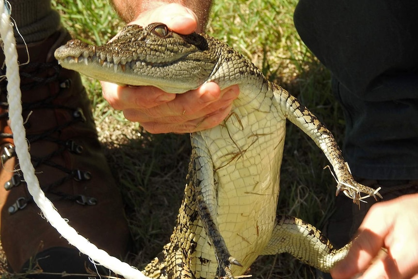 A small crocodile is held by a Department of Environment and Science officer