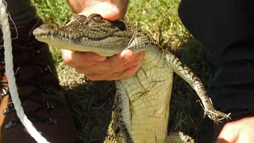 A small crocodile is held by a Department of Environment and Science officer