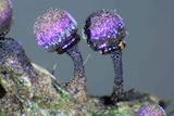 Elaeomyxa cerifera, microscopic organism.Elaeomyxa cerifera, microscopic organism.