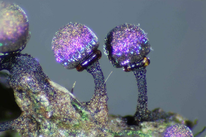 Elaeomyxa cerifera, microscopic organism.Elaeomyxa cerifera, microscopic organism.