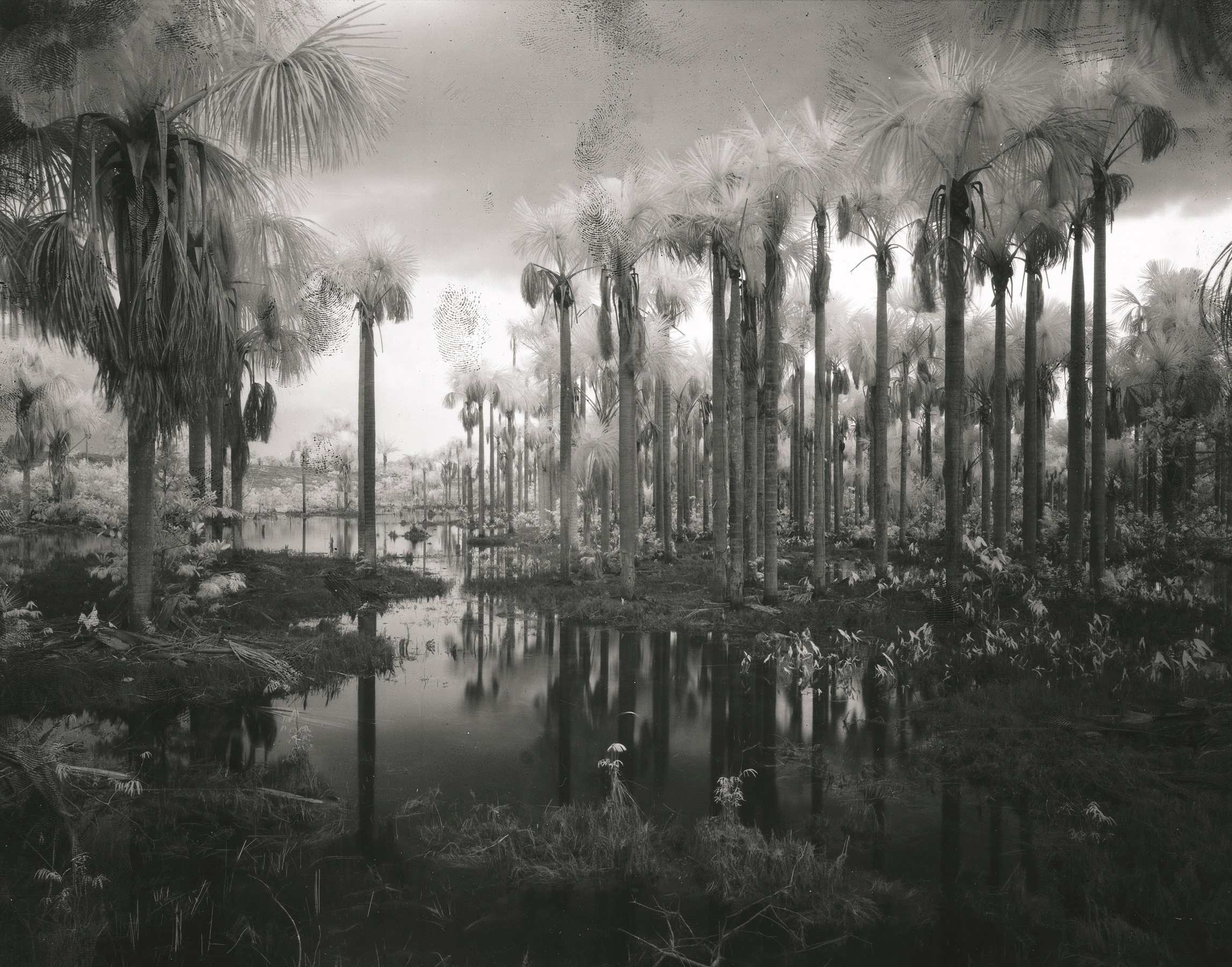 A black and white image of a still glossy-looking lake lined by tall palm trees.