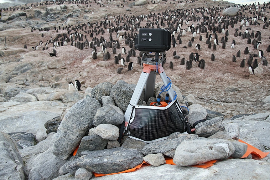 Automated camera monitors Adelie penguin population